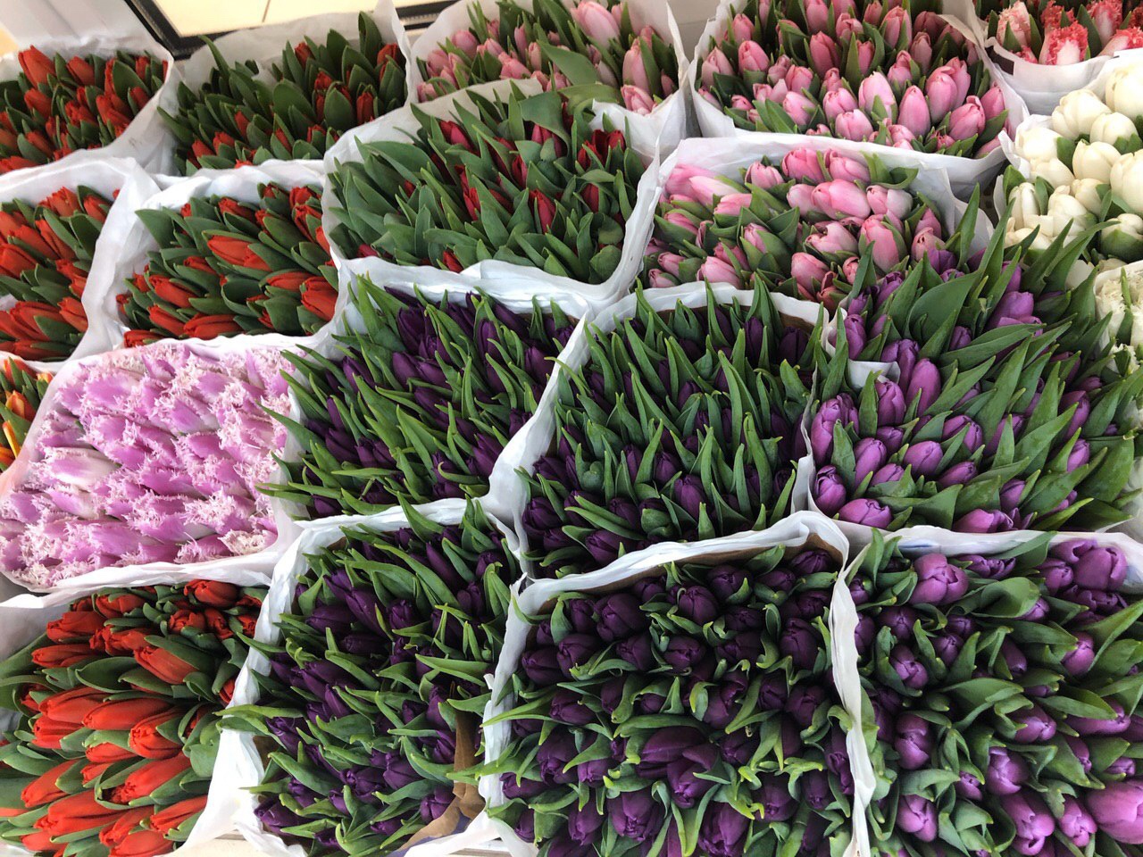 Саратовцев приглашают на Театральную площадь за тюльпанами и мимозами