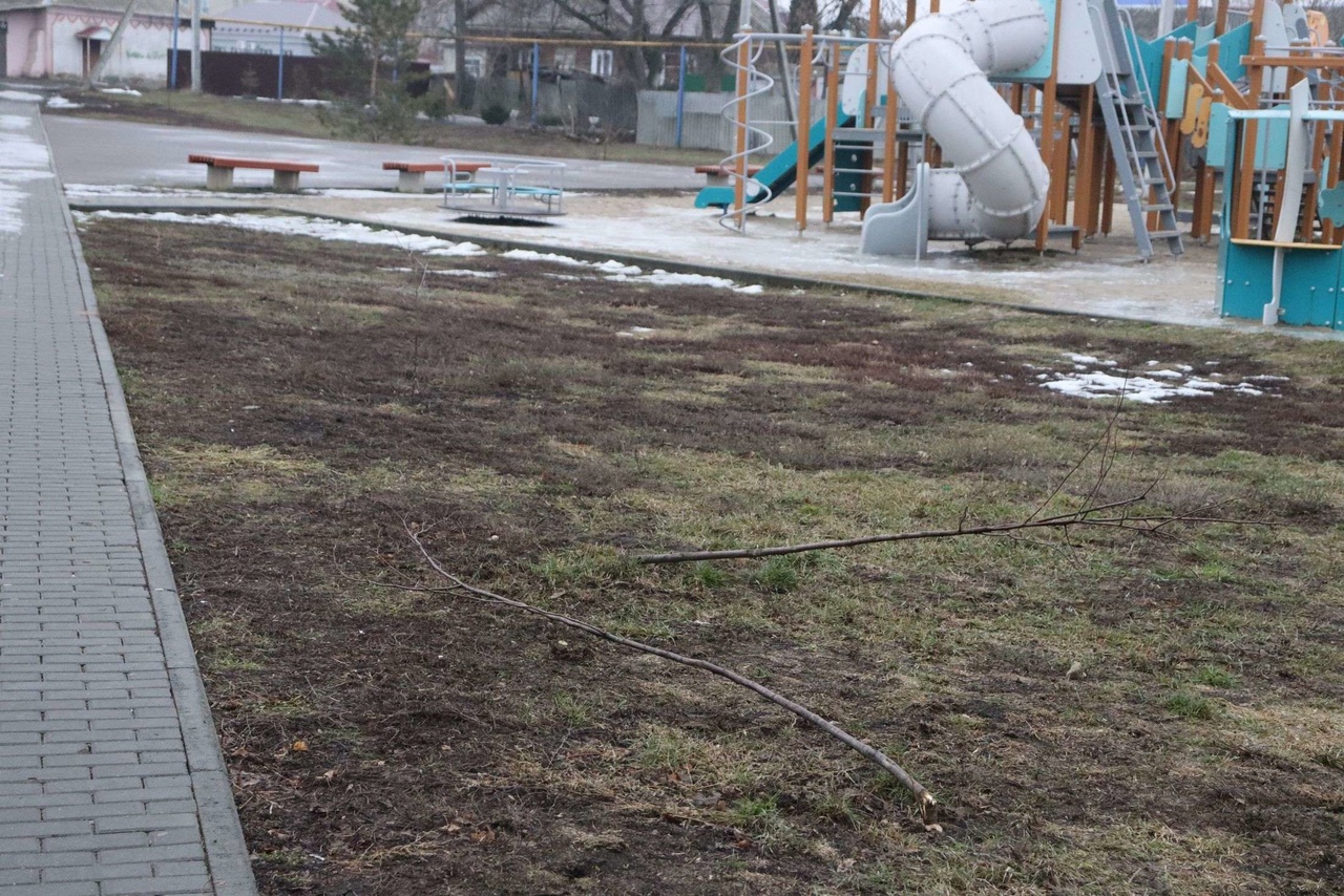 В парке саратовского райцентра вандалы сломали деревья
