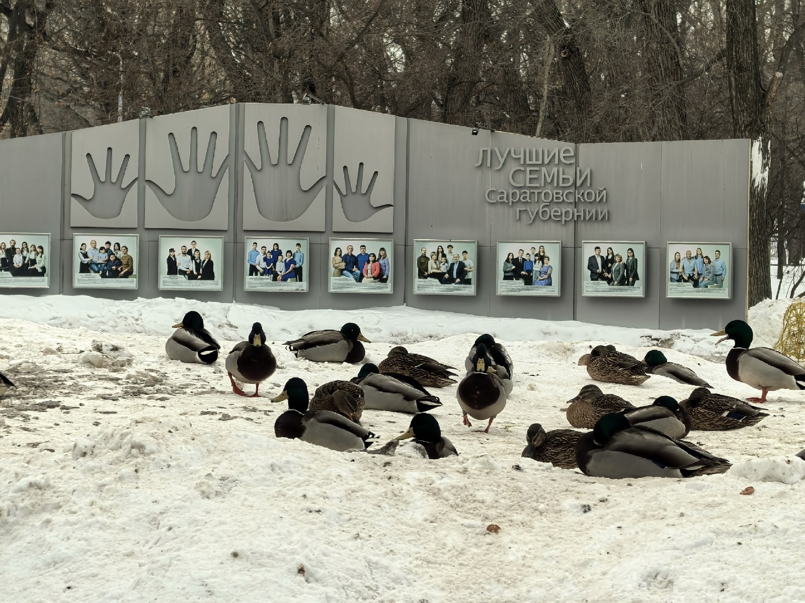 Саратовцам рассказали, как будет благоустраиваться горпарк в этом году Саратовцам рассказали, как будет благоустраиваться горпарк в этом году