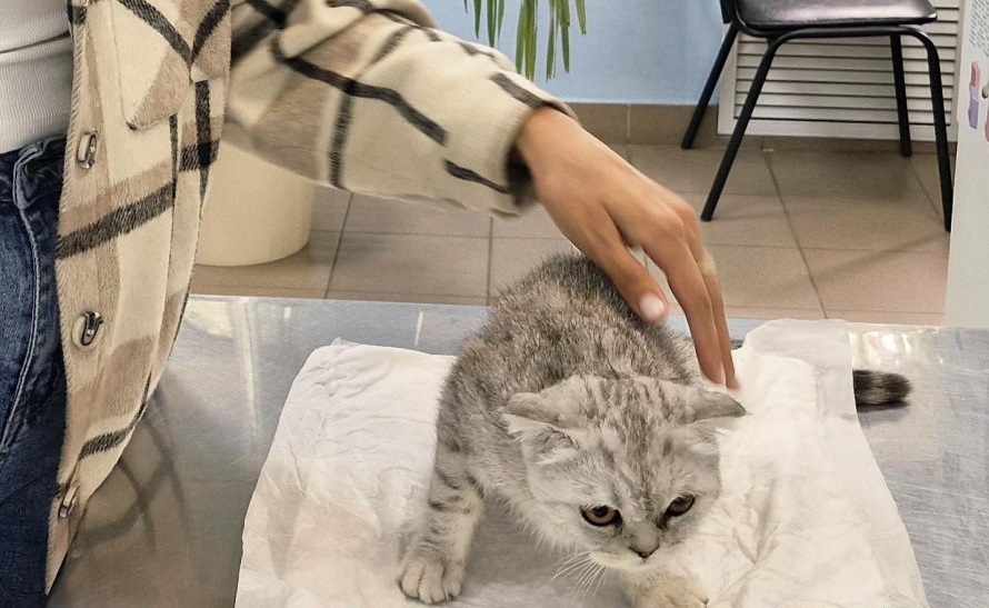 Саратовские ветеринары вернули зрение шотландской кошке