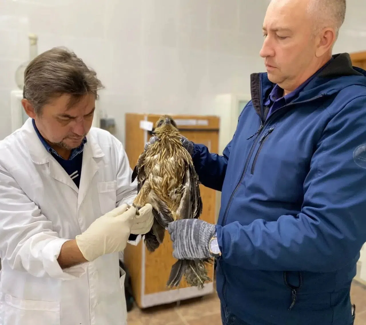 Саратовские ветеринары спасли коршуна с травмированной лапой Саратовские ветеринары спасли коршуна с травмированной лапой