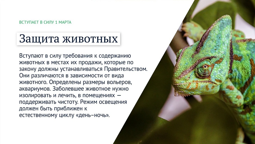 Защита животных