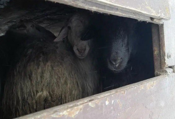 Бараны без документов