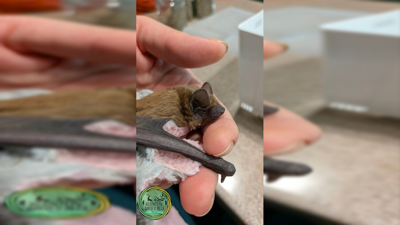 Летучая мышь с разбитым крылом