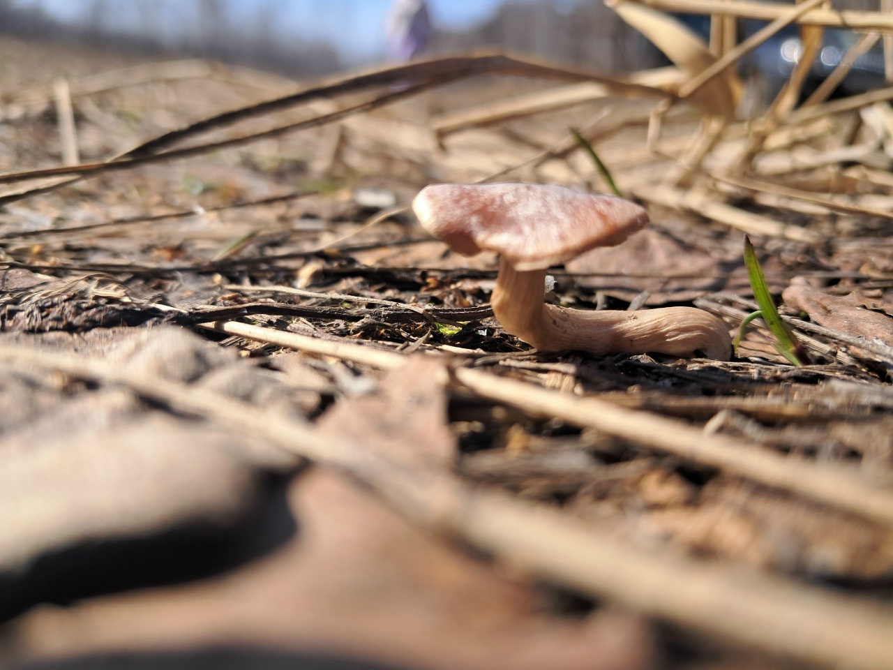 Молодой весенний грибочек