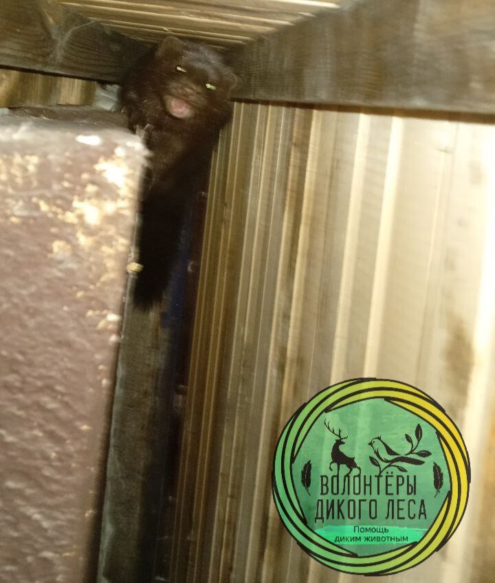 Норка в магазине