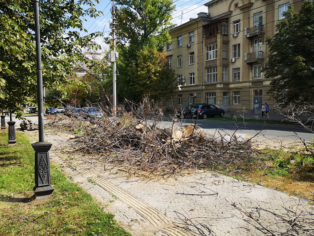 Спиленные деревья у ТЮЗа еще