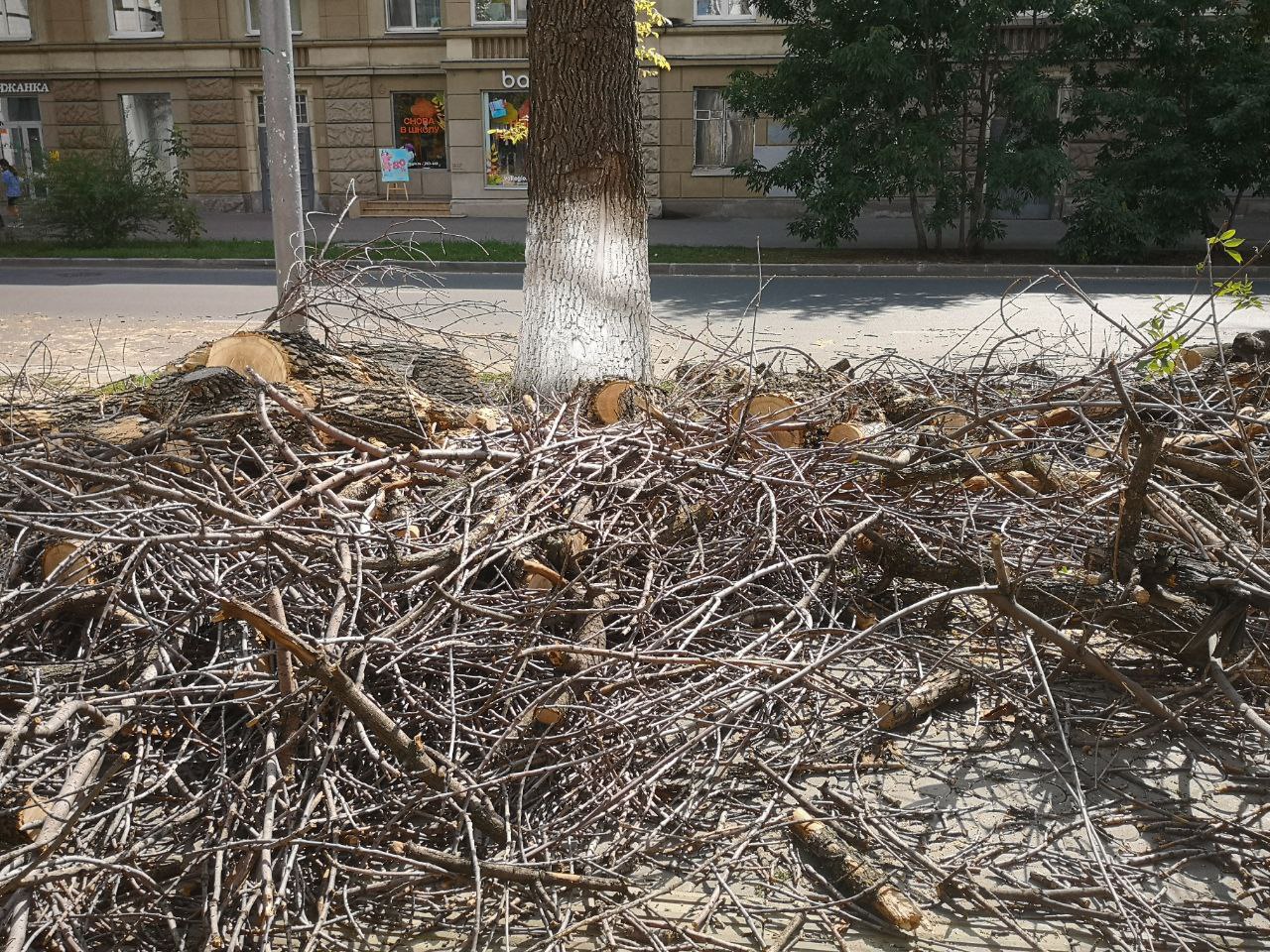 Спиленные деревья у ТЮЗа