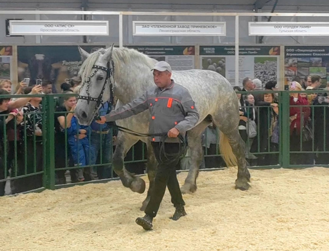 Дэйнерис на выставке в Москве 
