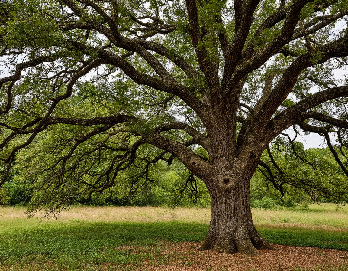 В Саратовской области незаконно вырубили дубы