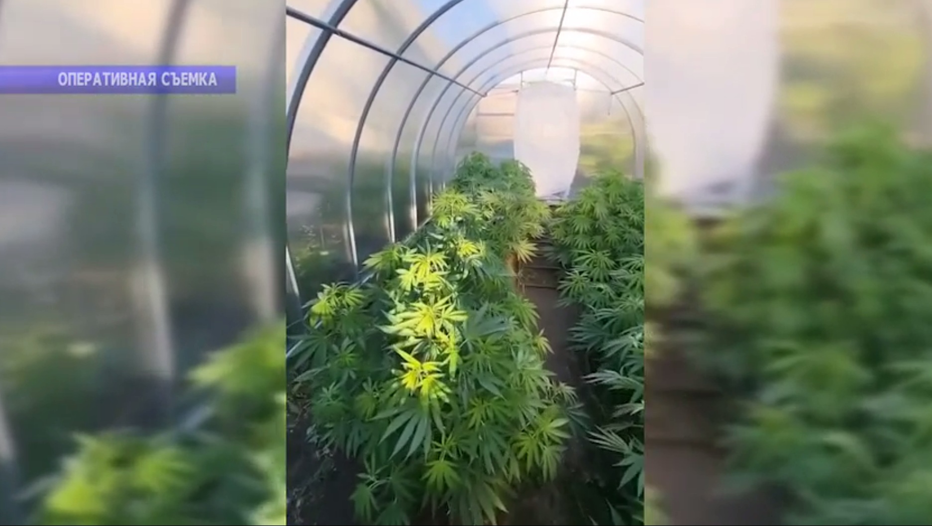 Саратовец оборудовал в Шумейке теплицу с кустами конопли Саратовец оборудовал в Шумейке теплицу с кустами конопли