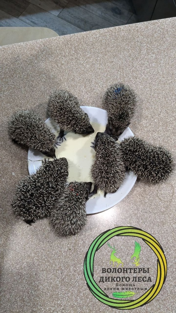 Ежата у волонтеров