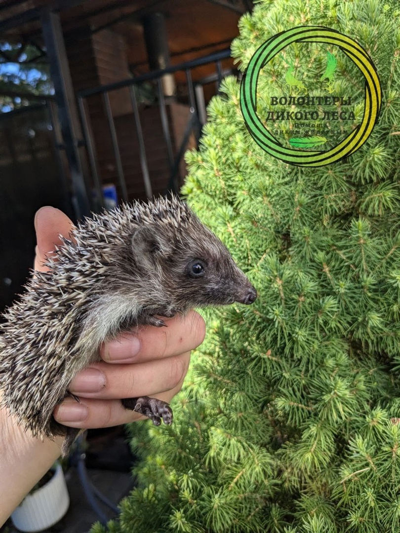 Ежонок у волонтеров