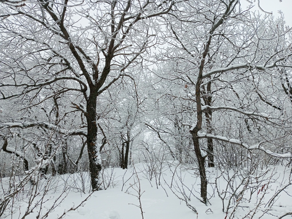 Снег и ветер усилятся в Саратовской области в среду