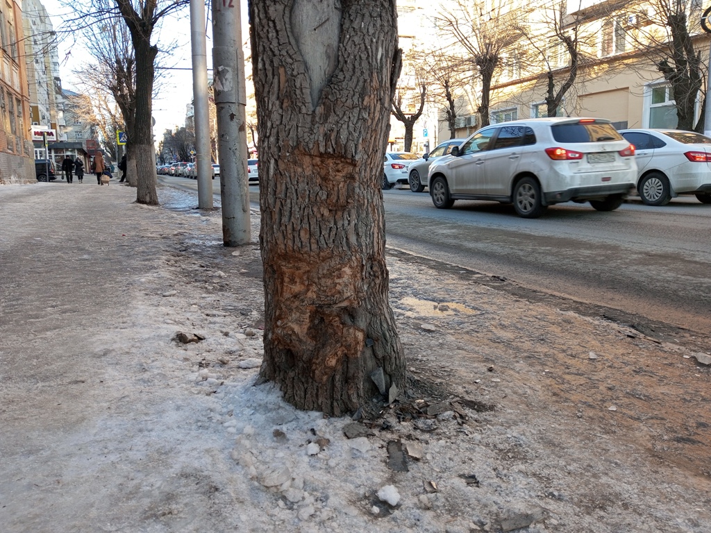 Покалеченные деревья в Саратове