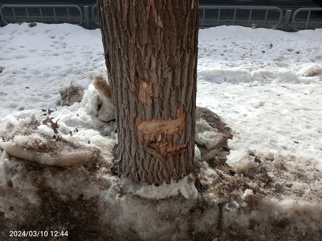 Дерево на Мичурина