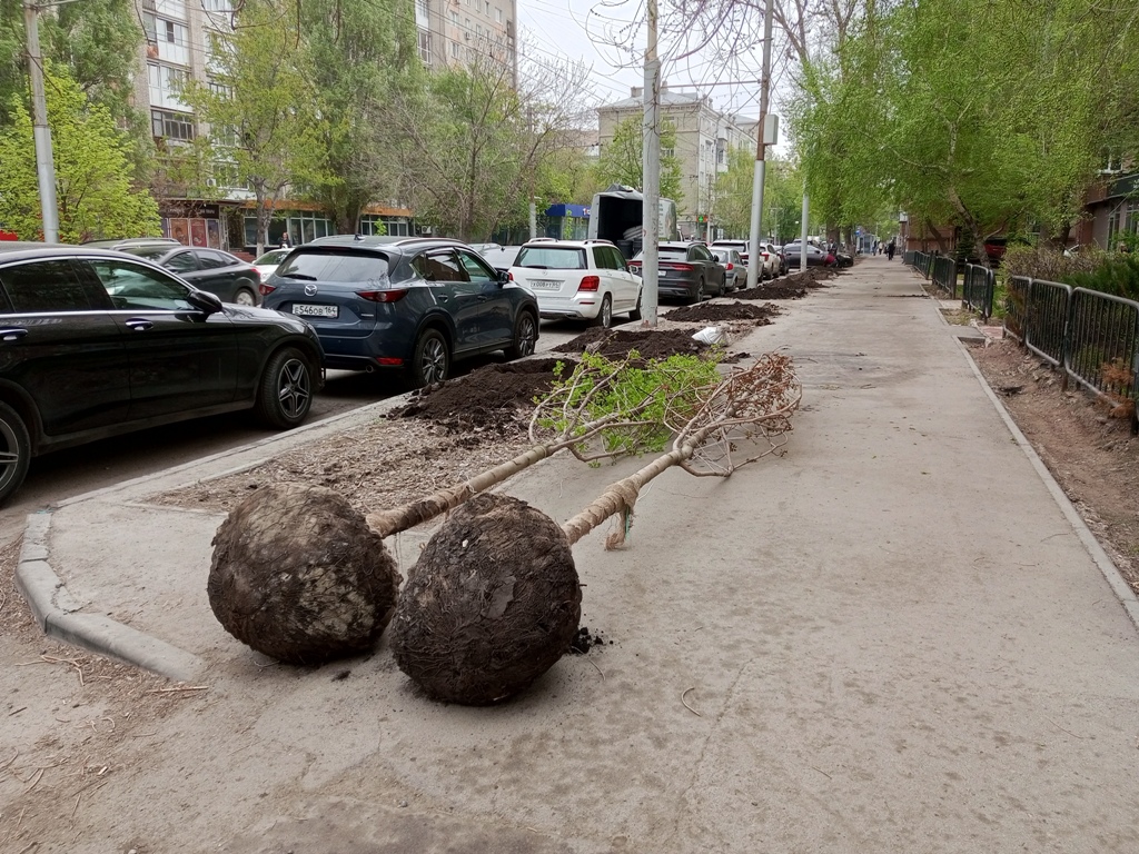 Высадка крупномеров Саратов