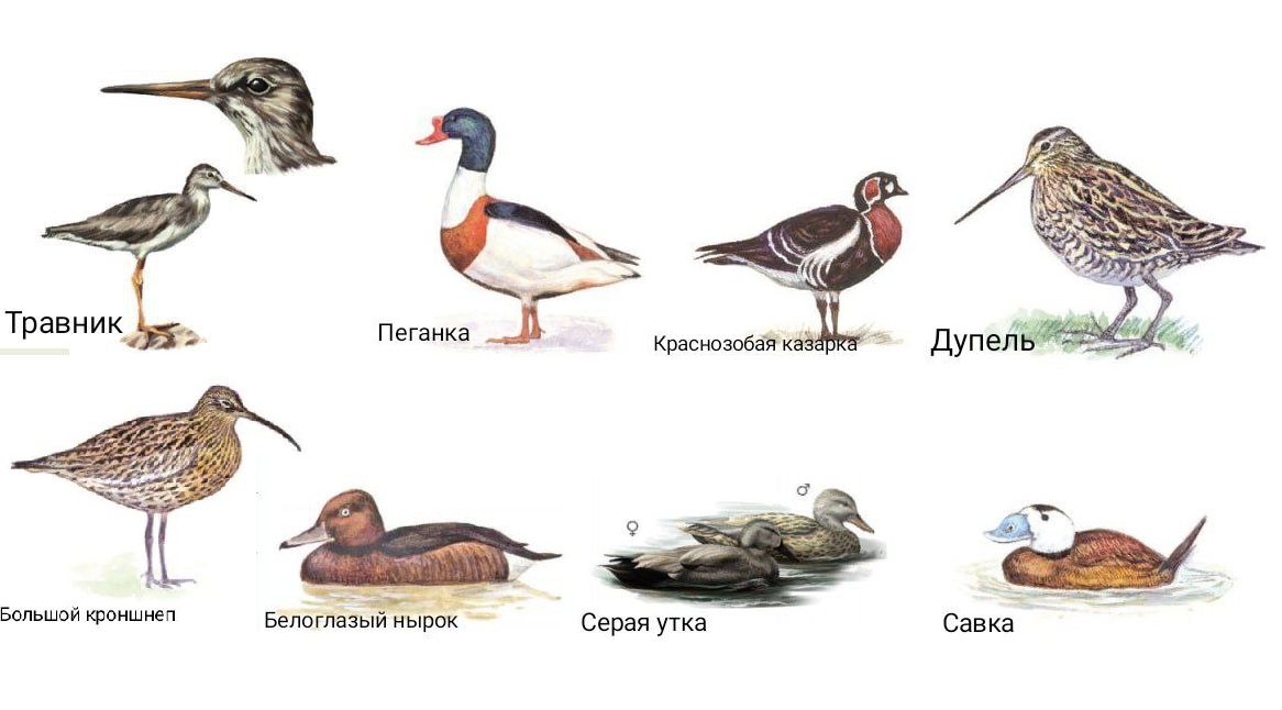 Краснокнижные птицы