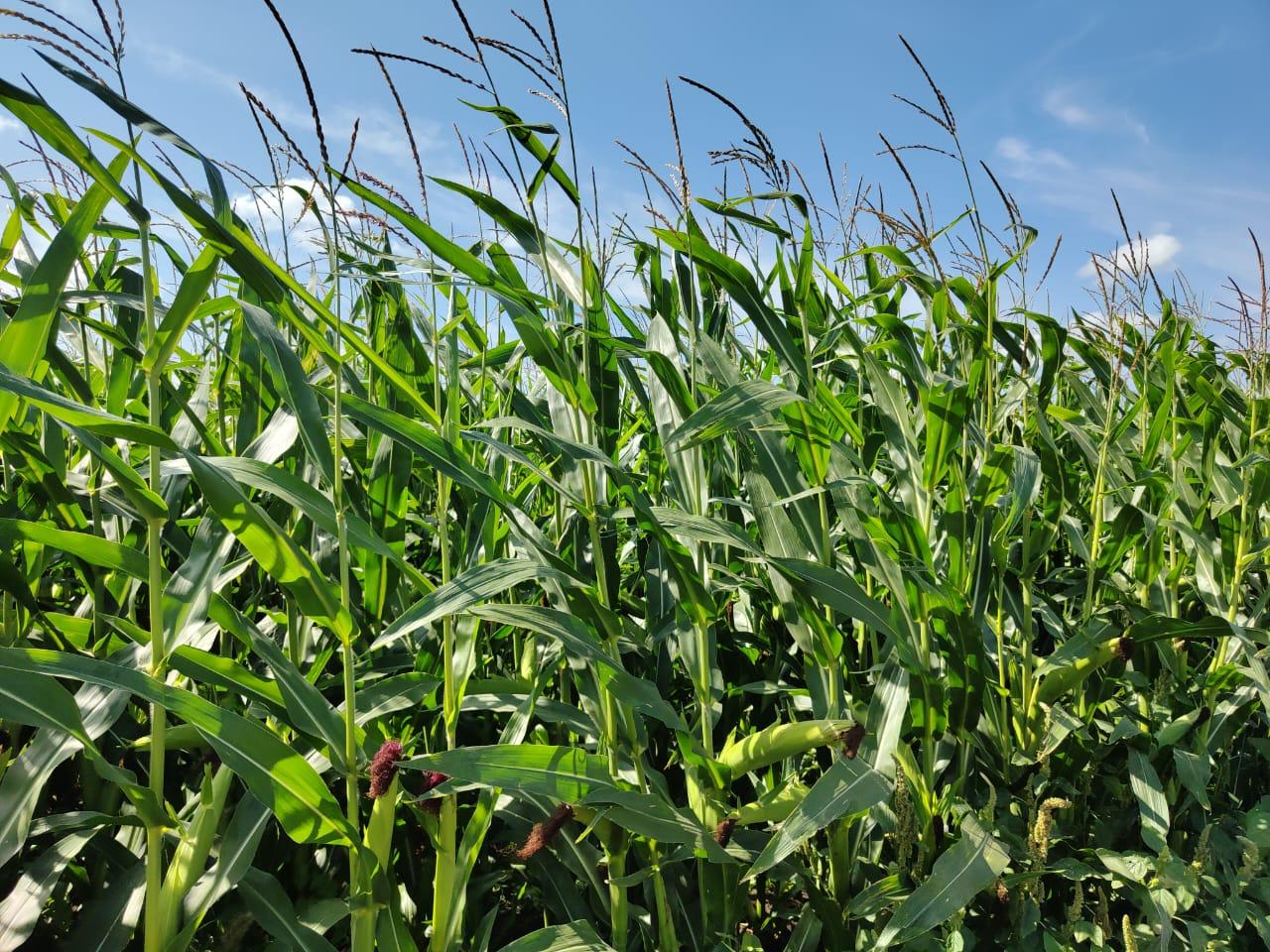 Саратовские аграрии готовятся к будущим урожаям