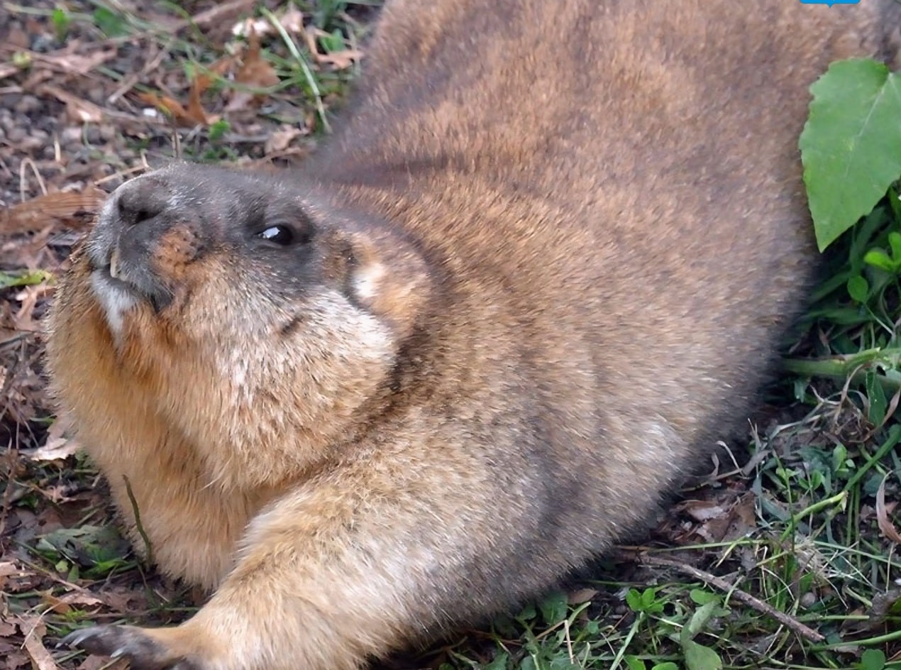 Сурок-предсказатель из хвалынского нацпарка проспал весну Сурок-предсказатель из хвалынского нацпарка проспал весну