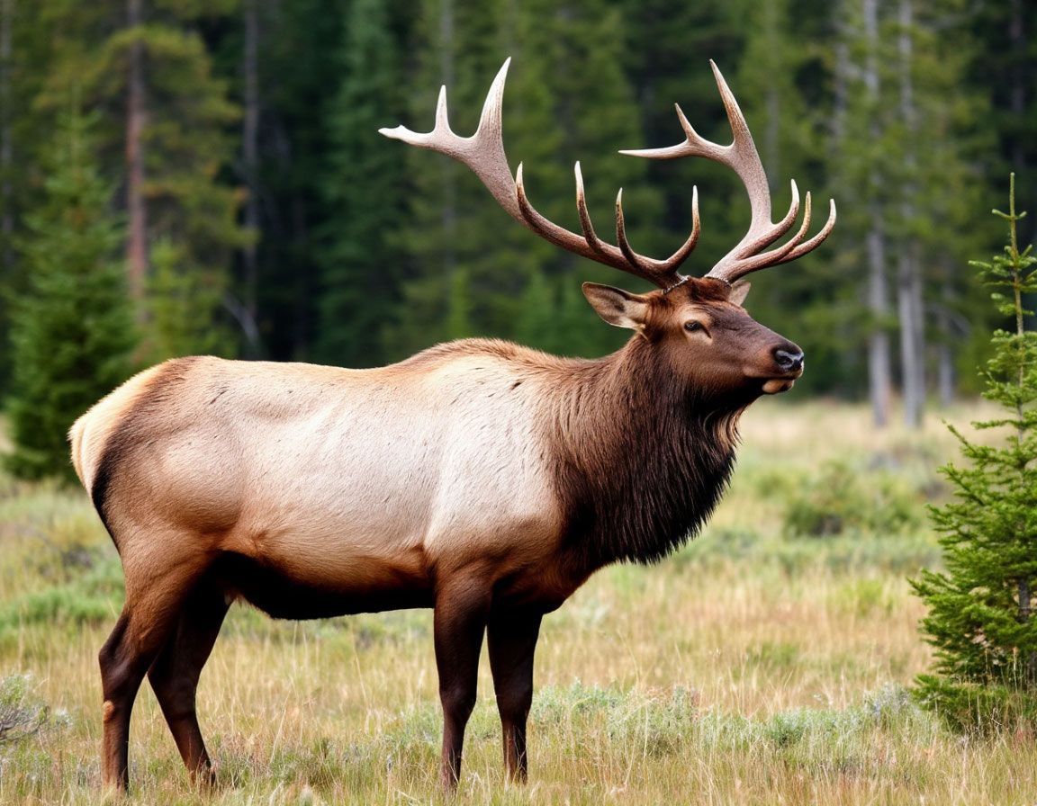 Саратовца отправили на исправительные работы за убийство лося и вырубку леса