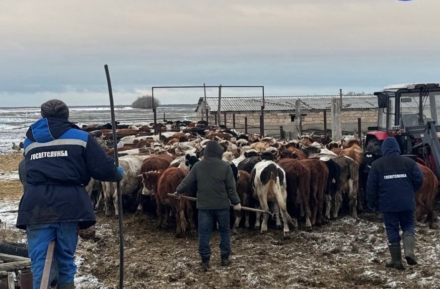 У жителя саратовского села обнаружили стадо подозрительных коров