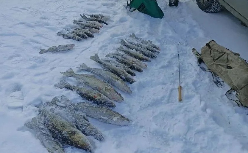 На саратовских рыбаков-браконьеров возбудили четыре уголовных дела