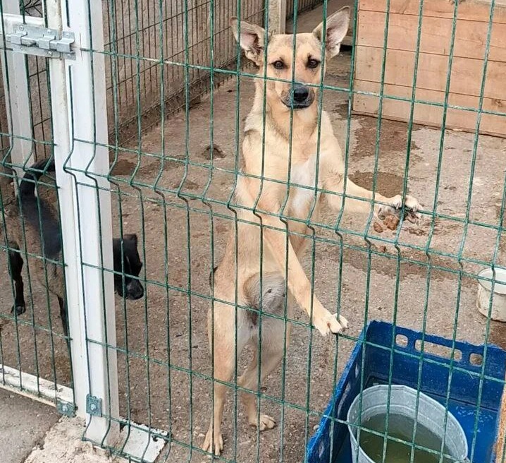 Саратовскую зоозащитную организацию признали недобросовестным поставщиком