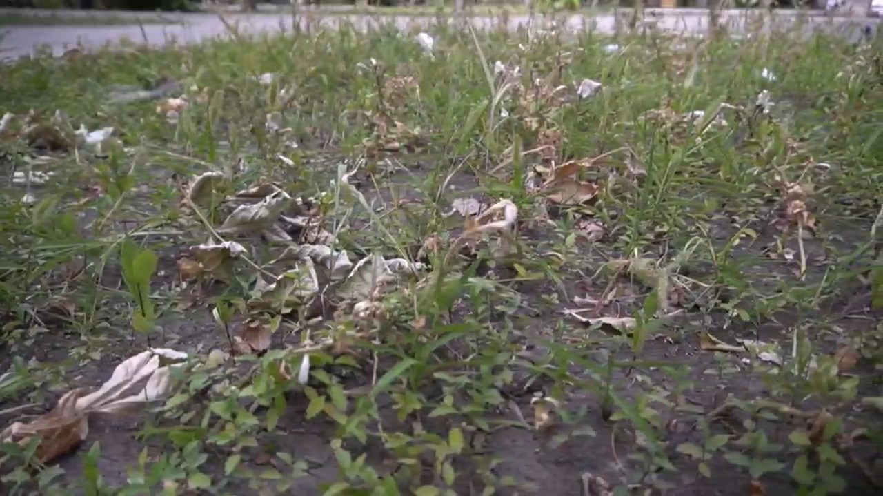 Сквер Дружбы народов в упадке газон