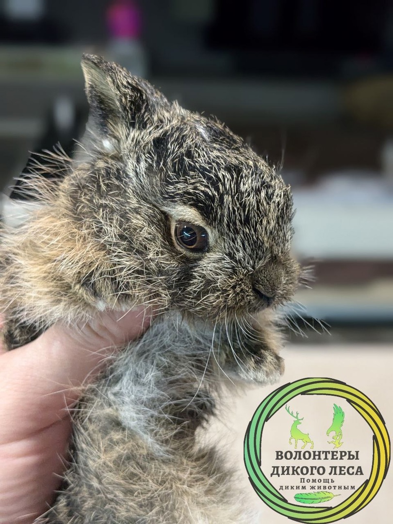 Зайчонок Жорик