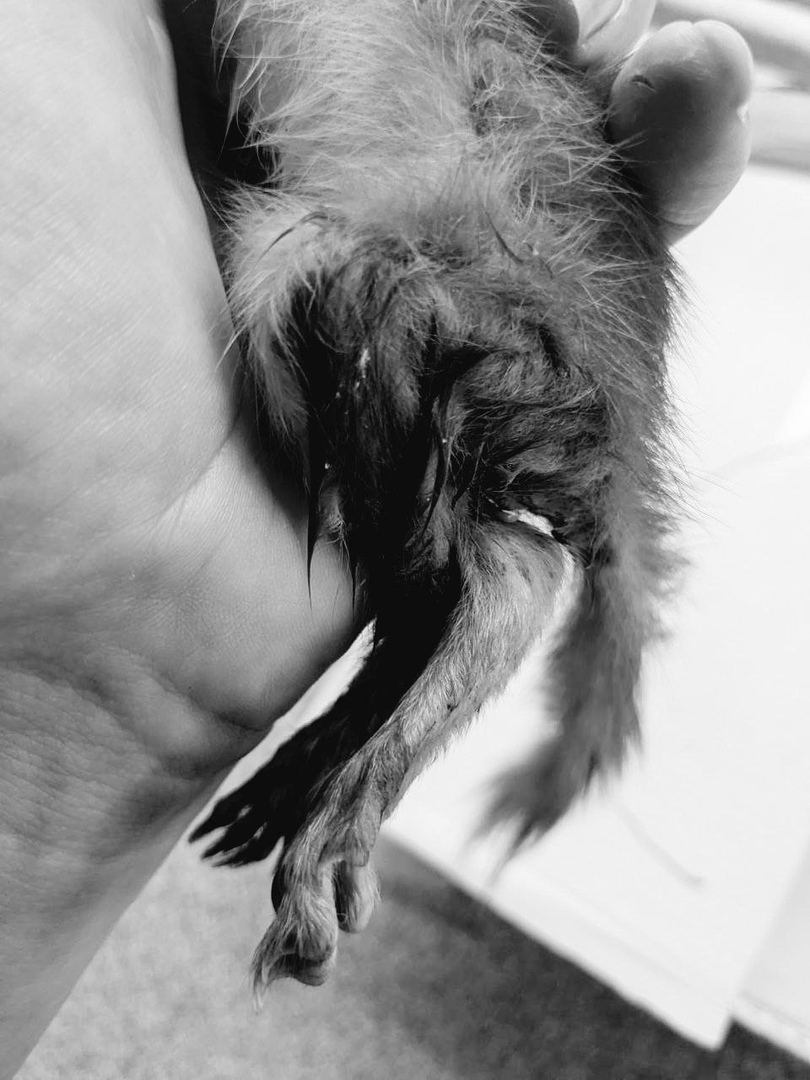 Покушеный бельчонок лапки