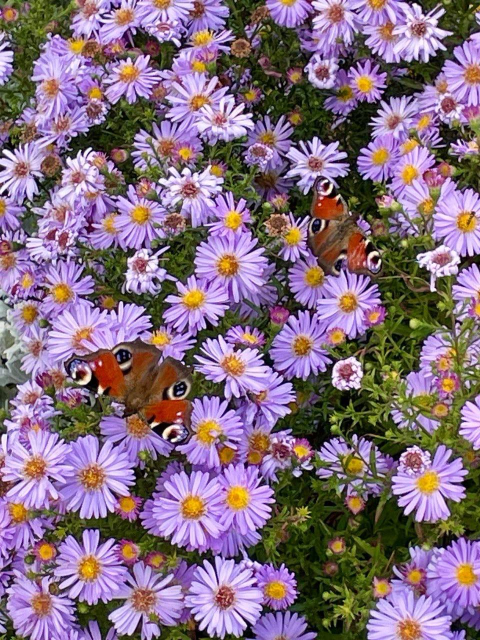 Алексеевский монастырь октябрь 2025 5