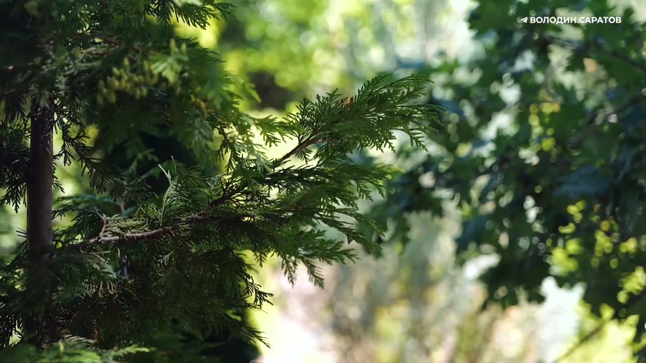 Ботсад СГУ 28 07 2025 снова