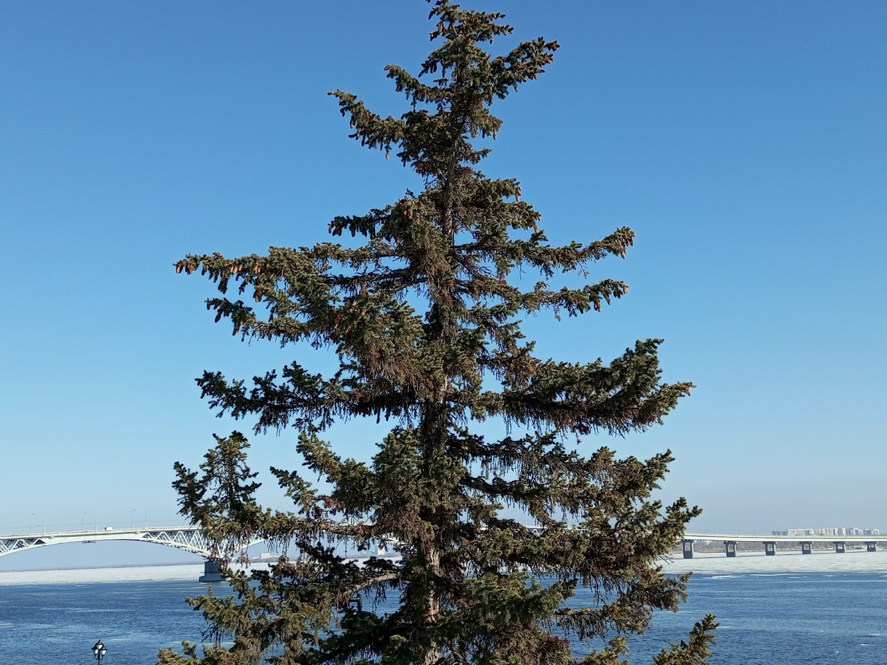 Солнечным выдастся 25 марта в Саратове