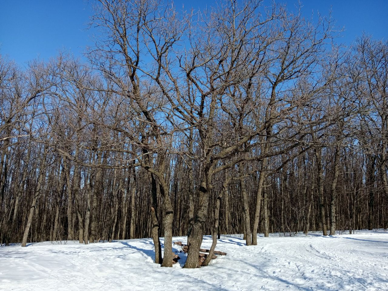 Суровый мороз ждет саратовцев в понедельник