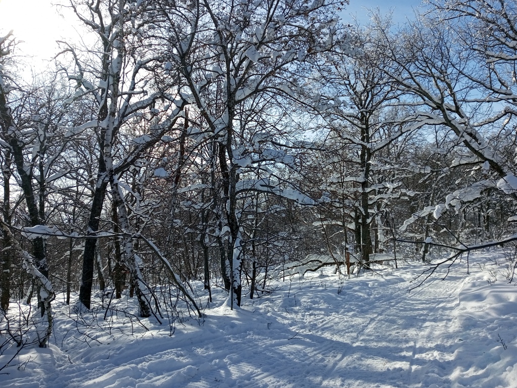 В зимнем лесу 2