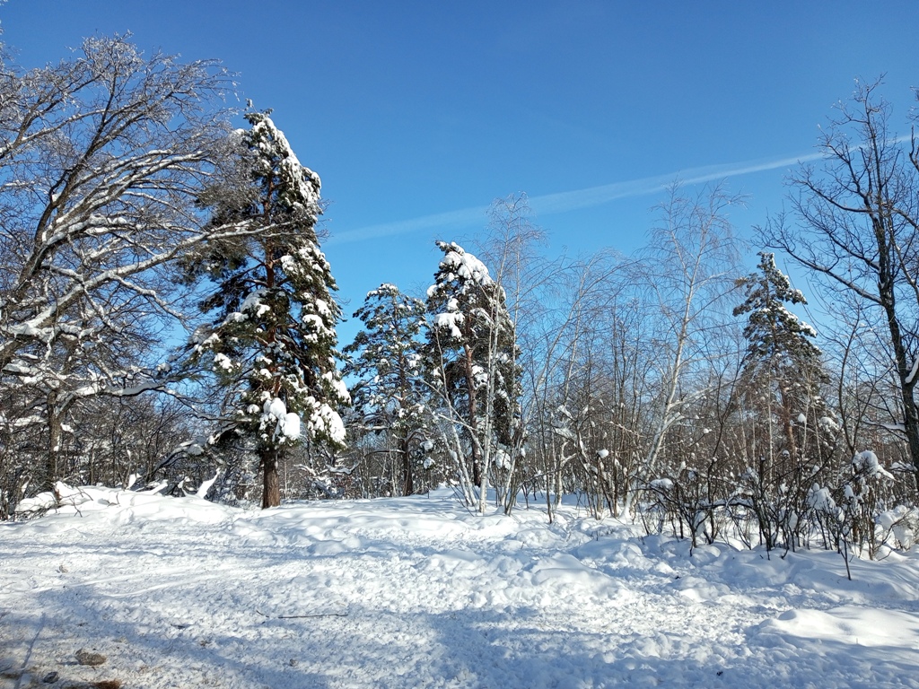 В зимнем лесу 3