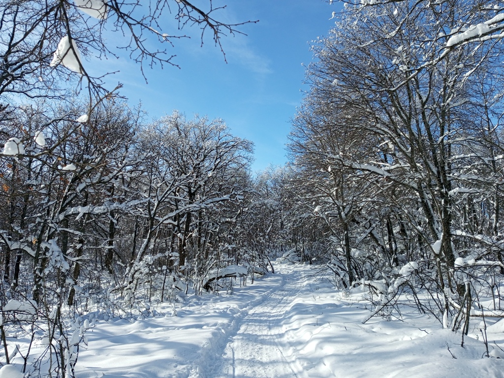 В зимнем лесу 4