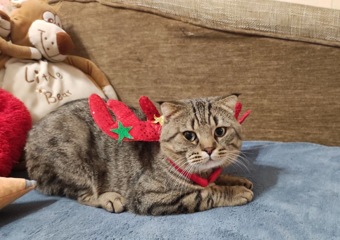 Саратовцы проводят 2025 год под снегом и с ветерком Саратовцы проводят 2025 год под снегом и с ветерком