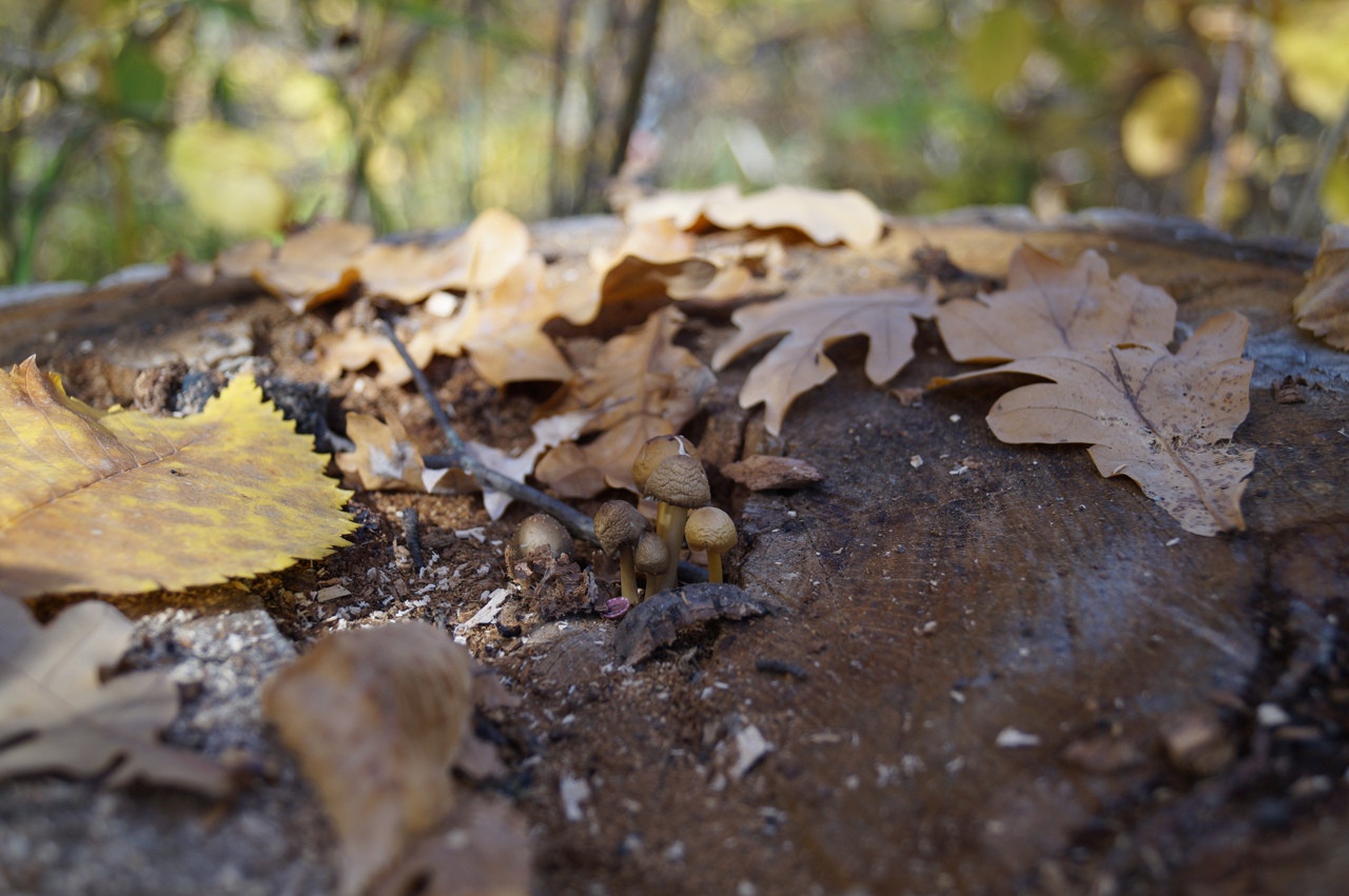 В последний понедельник сентября саратовцам обещают небольшой дождь