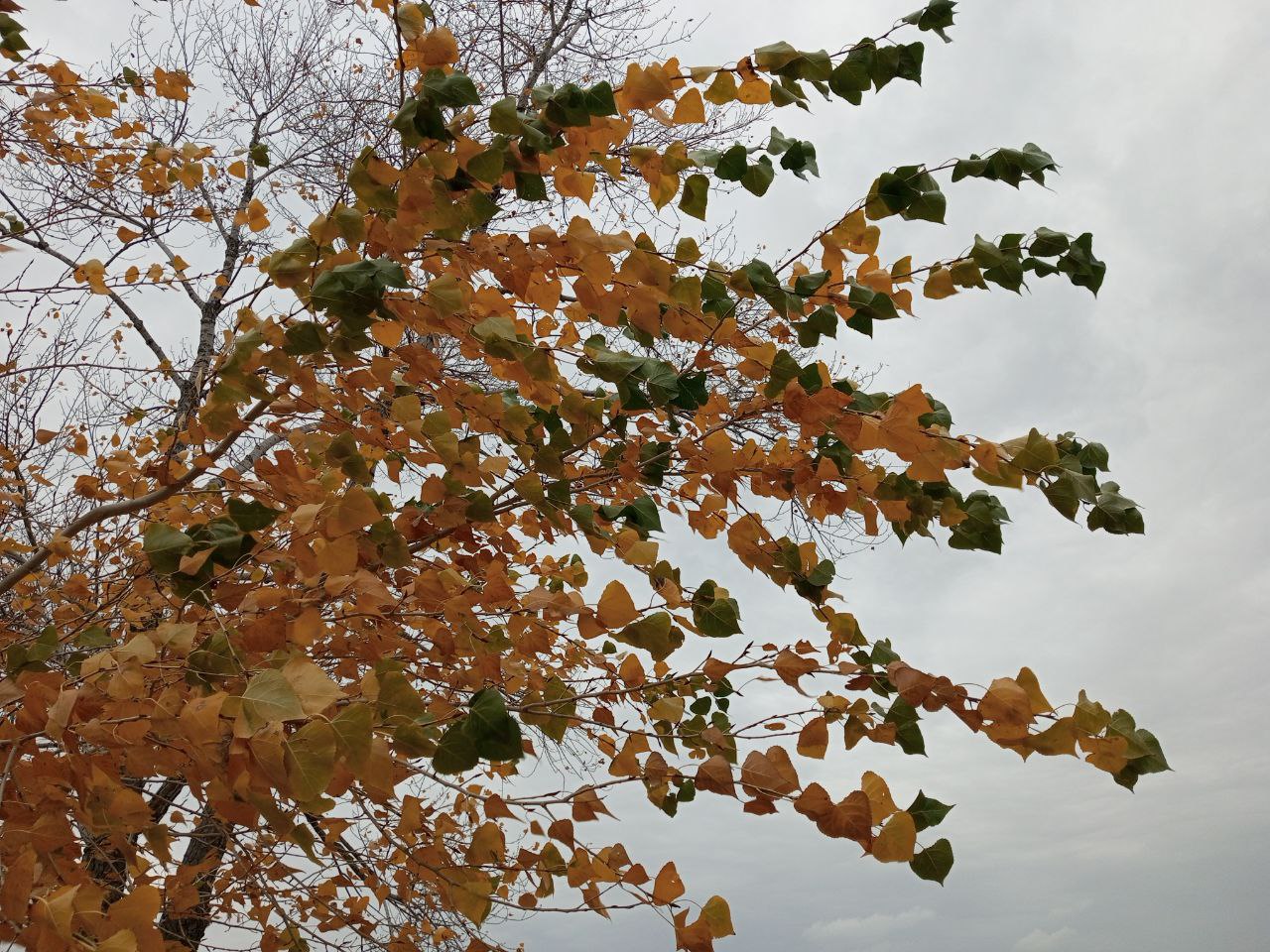 Дождь и ветер ждут саратовцев в понедельник Дождь и ветер ждут саратовцев в понедельник