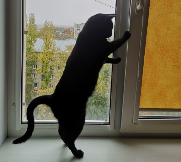 Саратовцев призывают защитить кошек от открытых форточек Саратовцев призывают защитить кошек от открытых форточек