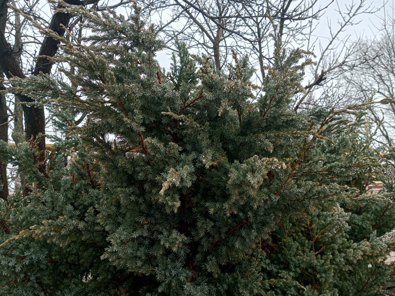 В среду в Саратове пасмурно и ветрено