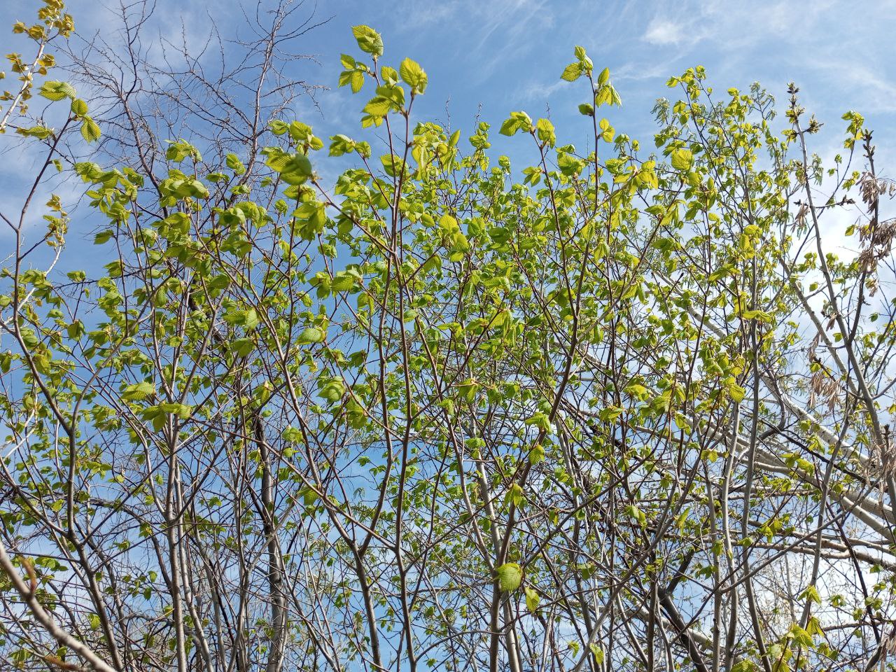 Теплая погода сохранится в Саратовской области в субботу