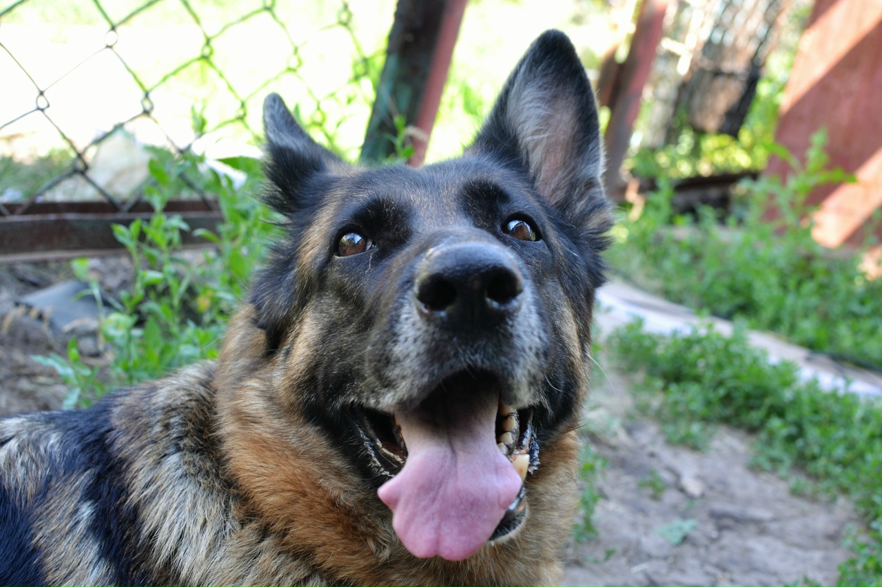 В Саратовской области составили антирейтинг сбежавших домашних животных В Саратовской области составили антирейтинг сбежавших домашних животных