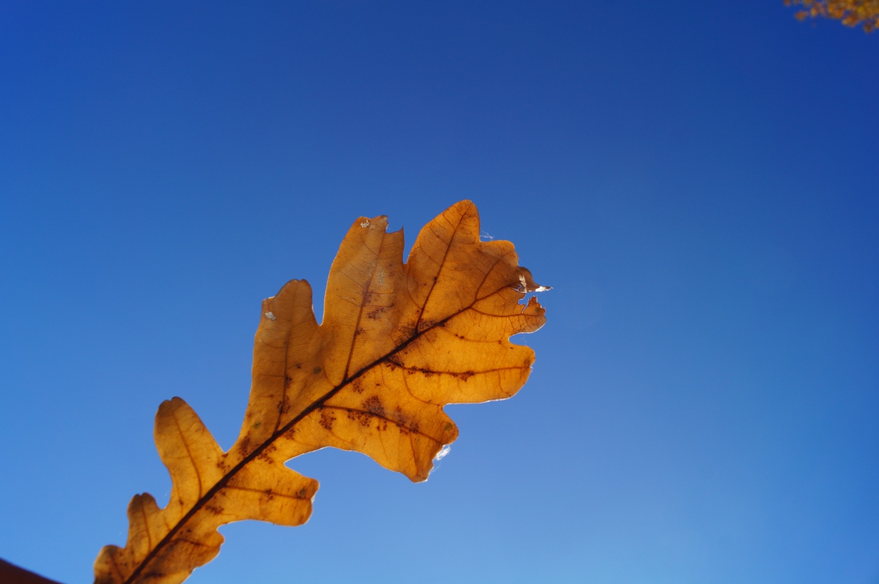 Саратовцам обещают 28-градусное тепло 22 сентября