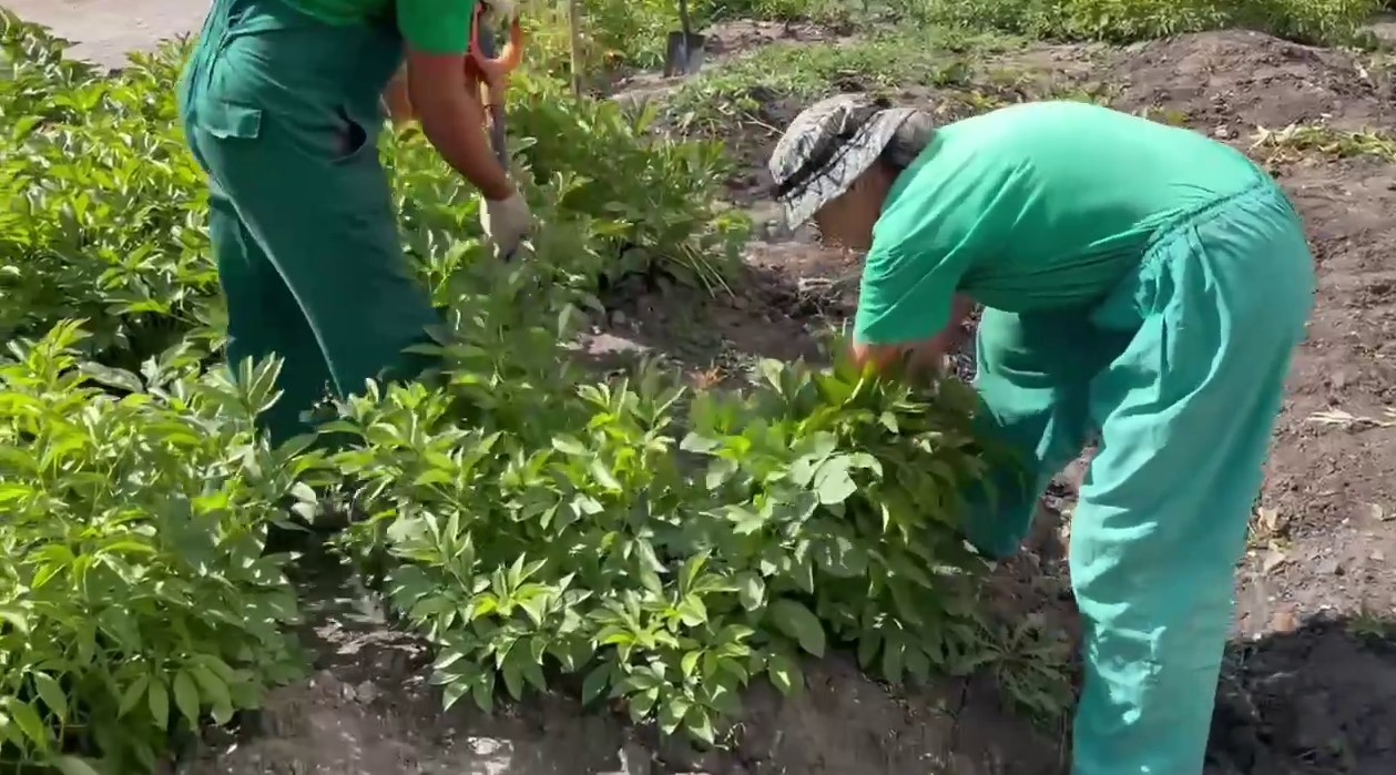 В Саратове выкапывают пионы с клумбы у входа в горпарк В Саратове выкапывают пионы с клумбы у входа в горпарк