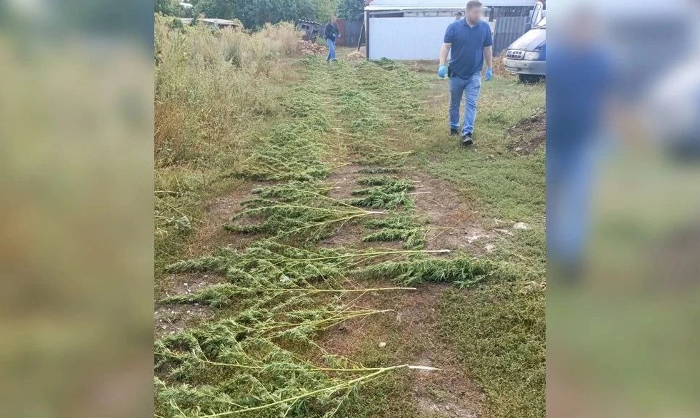 Саратовец заготовил на зиму 168 кустов конопли Саратовец заготовил на зиму 168 кустов конопли