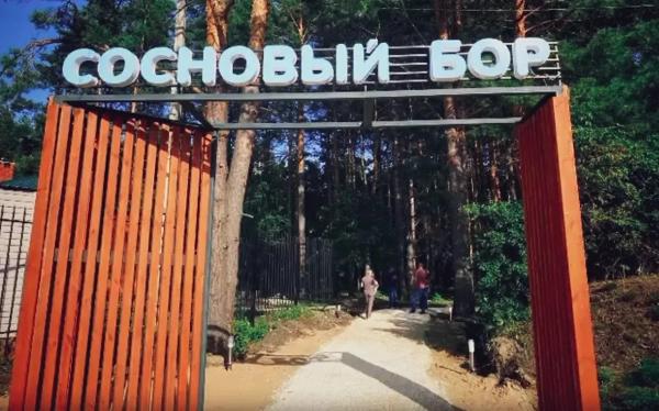 Непроходимый сосновый бор в Саратовской области превратили в место для прогулок Непроходимый сосновый бор в Саратовской области превратили в место для прогулок