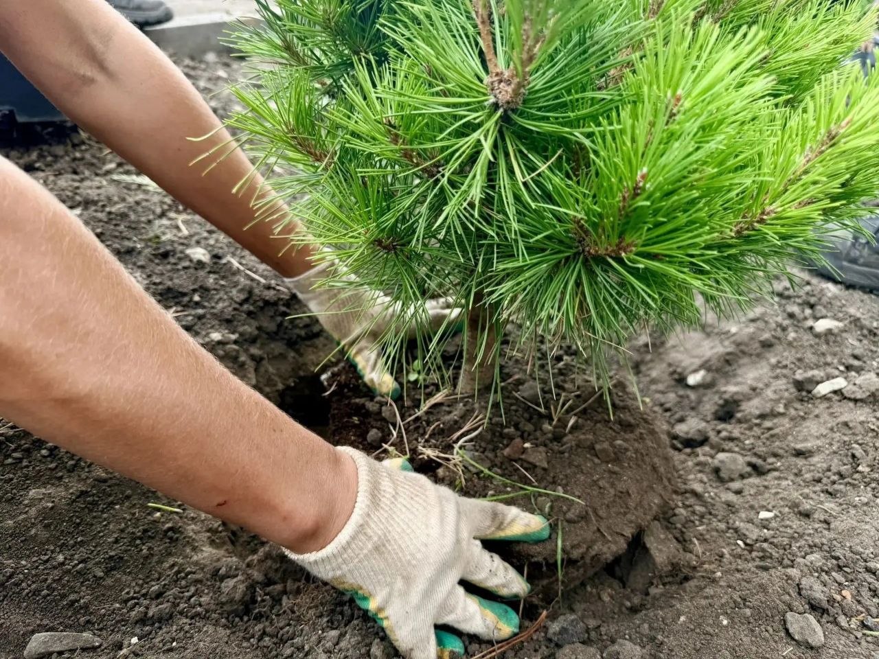 В саратовском горпарке начали высаживать деревья и кустарники